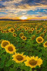 Obraz premium Field with lots of sunflowers in the evening. Rows of crops at flowering time with yellow opened petals. Summer sunset landscape with clouds in the sky