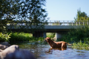 Duży brązowy pies kąpiący się w rzece na tle mostu i błękitnego nieba w słoneczny letni dzień - obrazy, fototapety, plakaty