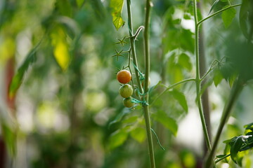 Niedojrzałe owoce pomidora koktajlowego na krzaku w ogrodzie, w tle inne rośliny - obrazy, fototapety, plakaty