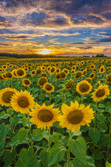 Obraz premium Vibrant summer sunset over a field of sunflowers. Lots of sunflowers in summer. Landscape of a field full of flowers at blooming time in the evening. Full rows of sunflowers with opened yellow flowers