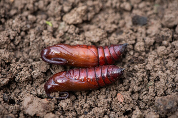 brown moth in pupa stage on garden soil.