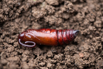 brown moth in pupa stage on garden soil.