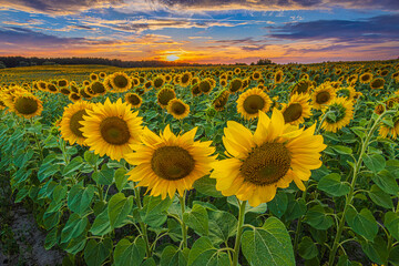 Landscape in summer at sunset. A field with crops in bloom in the evening. Full rows of sunflowers...