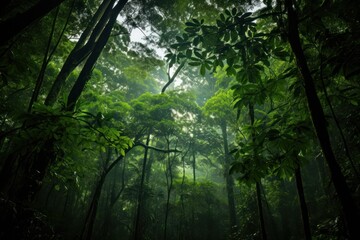 Emerald Rainforest Canopy.