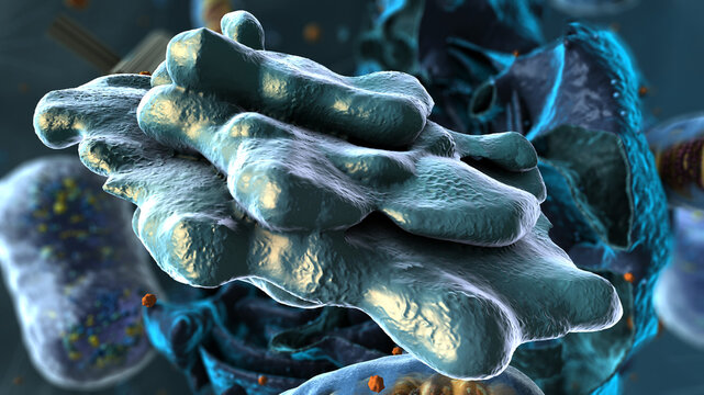 Organelles inside Eukaryote, focus on golgi apparatus - 3d illustration
