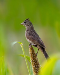 Crested Bunting Female