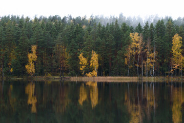 beautiful view of the lake on a rainy autumn day with the reflection of yellow birch trees in the water
