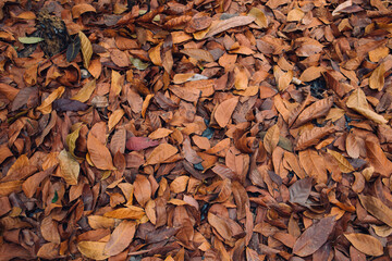 Dry leaves background