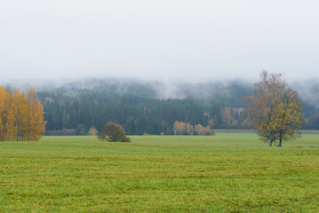 beautiful autumn view in the valley with yellow birch trees, green grass and misty clouds over the trees in the distanc