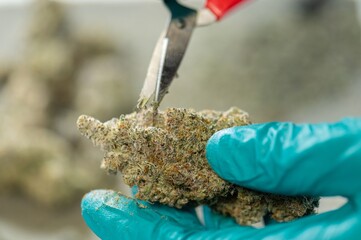 Hand trimming Buds of Cannabis in Drying Curing Cannabis flowers buds process Closeup with drying cola pistil trichomes all in buds. trimming by scissors for drying curing process Buds of Cannabis.