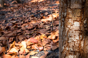 Tree trunk with dry bark on dry leaves background