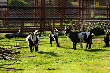 Stado czarno-białych kóz miniaturowych w mini zoo - obrazy, fototapety, plakaty