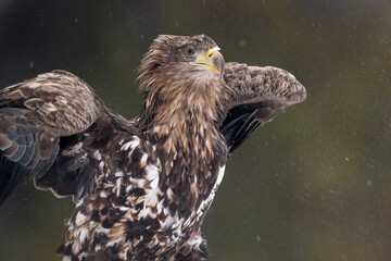 White tailed eagle portrait closeup in snowfall