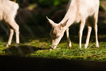 Sarna jedząca trawę w słoneczny dzień w zoo, w tle inna sarna - obrazy, fototapety, plakaty