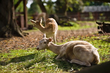 Sarna odpoczywająca na trawie w zoo w słoneczny dzień, w tle młoda sarna