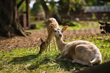 Sarna odpoczywająca na trawie w zoo w słoneczny dzień, w tle młoda sarna jedząca trawę