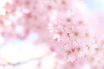 Fotobehang しだれ桜のクローズアップ © つーたん