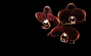 three maroon orchids on the black background with water drops on them