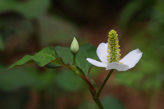 Houttuynia cordata (Eoseongcho,chameleon plant) blooming 
