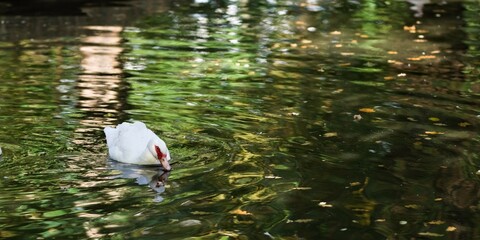 Kaczka piżmowa pływająca po stawie w ogrodzie zoologicznym