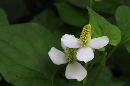 Houttuynia cordata (Eoseongcho,chameleon plant) blooming 