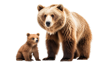 Obraz premium Large brown bear and cute bear cub, cut out