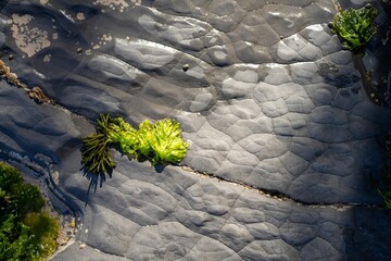 Seaweed and bull kelp growing on rocks in the ocean in australia. Waves moving seaweed over rock...