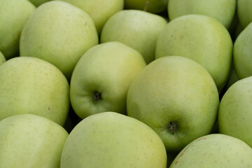 Green apples arranged in crate, natural green background
