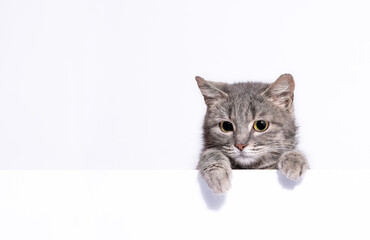 silver tabby cat looks out over a white wall leaning on its paws