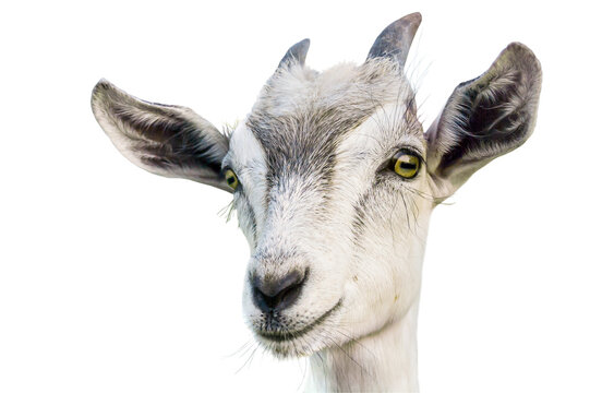 Close-up portrait of white adult goat