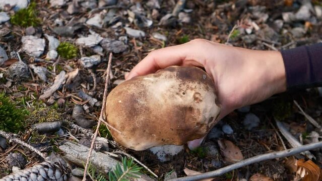Season for collecting Porcini mushrooms. Hand is ripping off a Porcini Mushroom. Fresh boletus mushroom in summer forest. Close up footage of picking big beautiful porcini mushroom in forest.