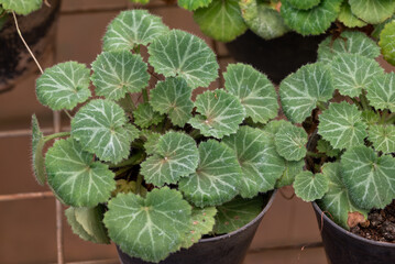 Saxifraga stolonifera is a perennial flowering plant known by several common names, including creeping saxifrage, strawberry saxifrage, creeping rockfoil, Aaron's beard, mother of thousands