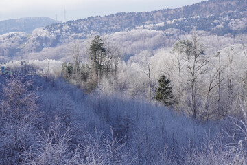 snow covered trees