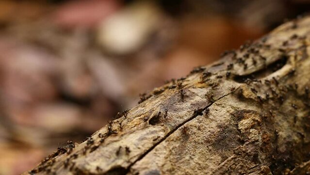 Marching termites in the rainforest, Swarm of migrating termites, Wild nature, Insects macro