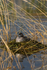 White tufted grebe, La Pampa, Patagonia,Argentina