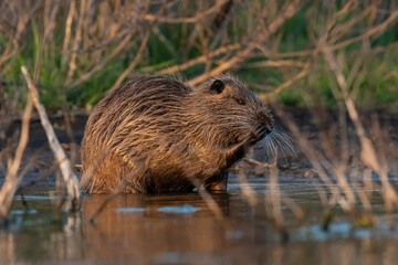 Coipo, Myocastor coypus, La Pampa Province, Patagonia, Argentina.