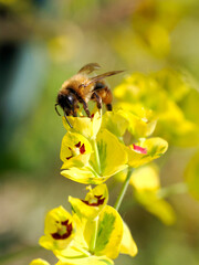 Macro of honey bee (Apis) feeding on yellow euphorbia flower 