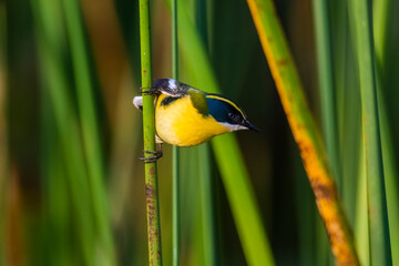 Many coloured rush tyrant , La Pampa Province, Patagonia, Argentina.