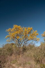 Chañar tree in Calden forest, bloomed in spring,La Pampa,Argentina