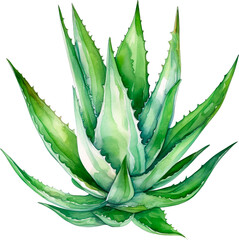 Aloe Vera Watercolor illustration. Hand drawn underwater element design. Artistic  marine design element. Illustration for greeting cards, printing and other design projects.