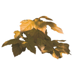 Close up tree branch with sunlight, autumn photo.