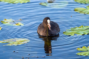 Blässralle (Fulica atra), Blässhuhn schwimmend und auf Nahrungssuche zwischen Wasserpflanzen im Federsee, Bad Buchau, Baden-Württemberg, Deutschland