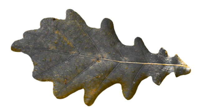 Oak branch in morning sun rays concept photo. Dew morning, outdoor autumn bushes
