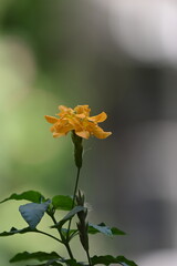 Crossandra infundibuliformis, the firecracker flower, is a species of flowering plant in the family Acanthaceae