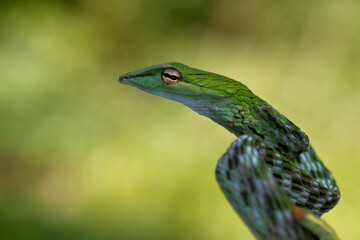 Ahaitulla prasina snake closeup on nature background, animal closeup, Asian vine front view