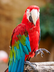 Closeup Green-winged Macaw (Ara chloroptera) on a perch and view from front