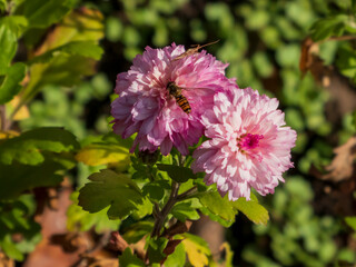 close-up photo of pink chrysanthemum flowers