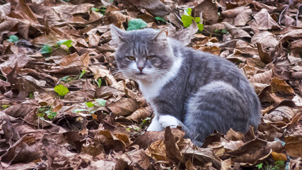 Naklejka na ściany i meble a close-up photo of a gray cat on dry grass