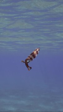 Vertical video, Baby calamary swims in blue water sparkling in sun glare on sunny day with bright sunrays, slow motion. Newborn Bigfin reef squid or Oval squid (Sepioteuthis lessoniana)