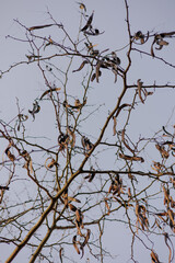 Tree branches without foliage, with long brown dry pods. Autumn time, the leaves have fallen. Abstract nature wallpaper. Honey locust Japanese acacia Catalpa bignoniiformes